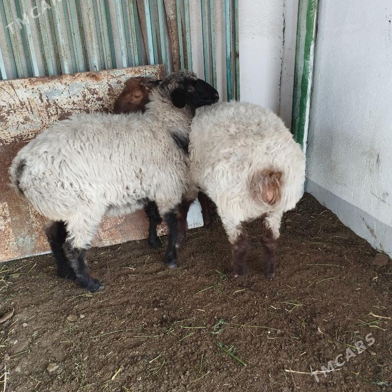 Goyun - Täze zaman - img 3