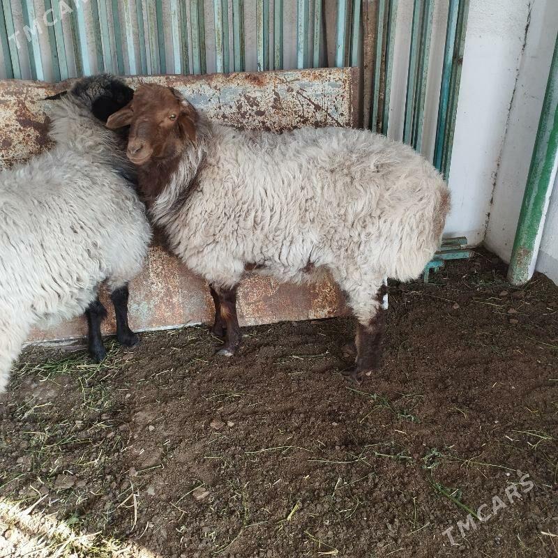 Goyun - Täze zaman - img 2