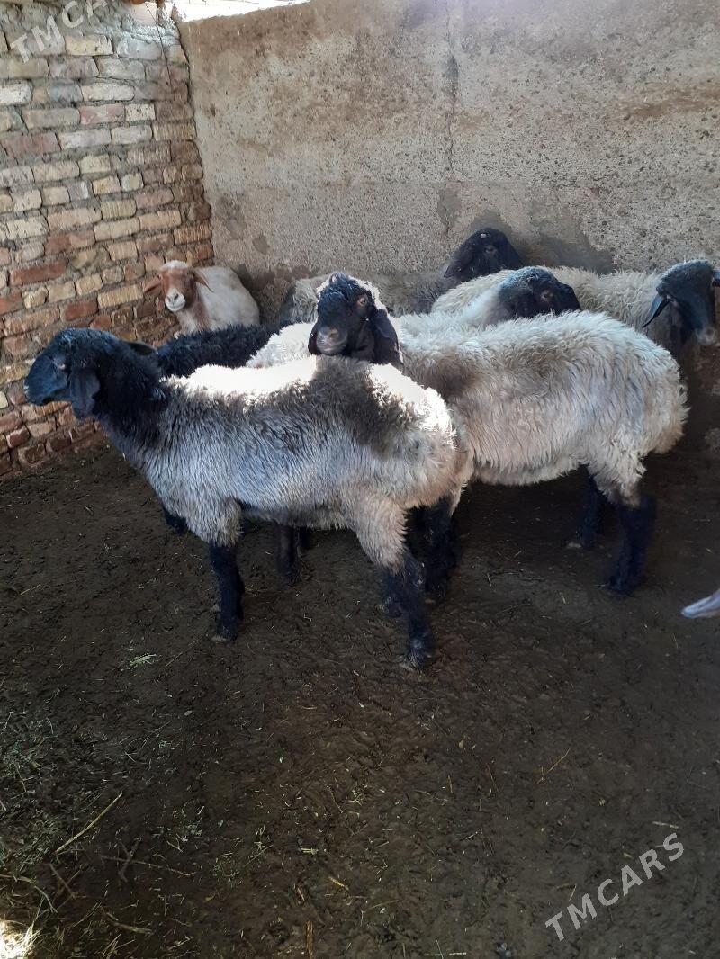 Tokli - Шор дача - img 2