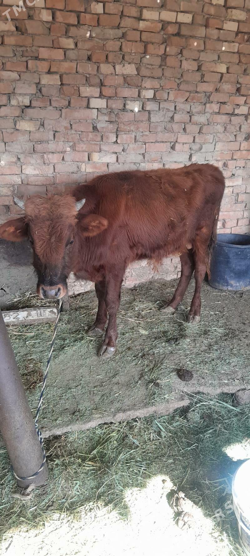 Okuz - Ак-Бугдайский этрап - img 3