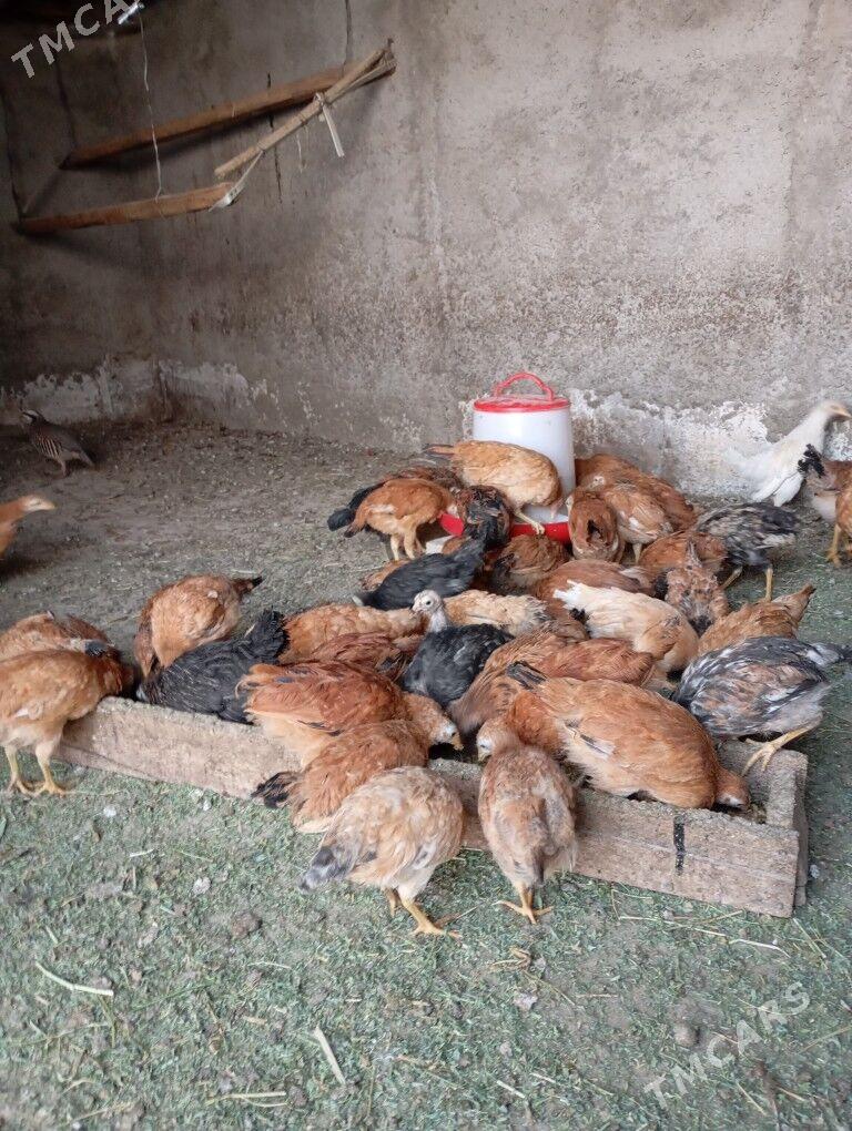 Juje - Ашхабад - img 5