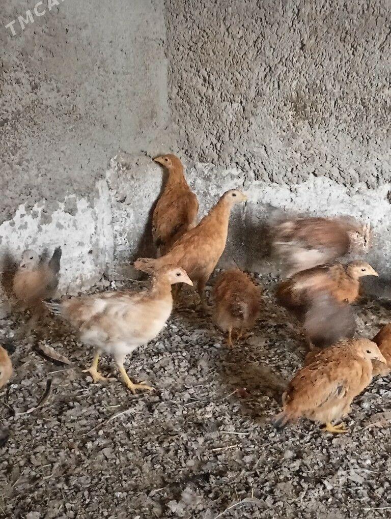 Juje - Ашхабад - img 8