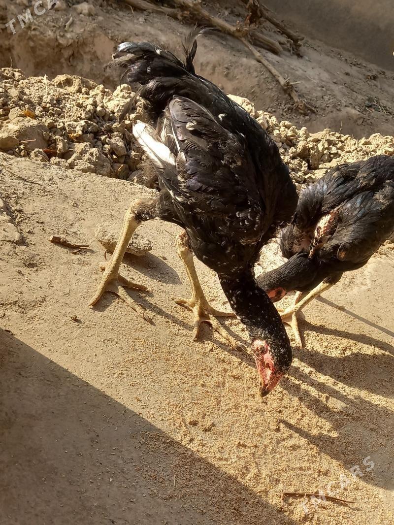 Taşkent (бойцовский порода) - Daşoguz - img 2