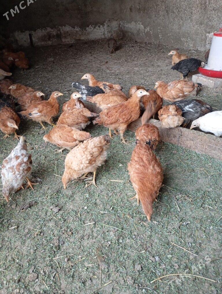 Juje - Ашхабад - img 7