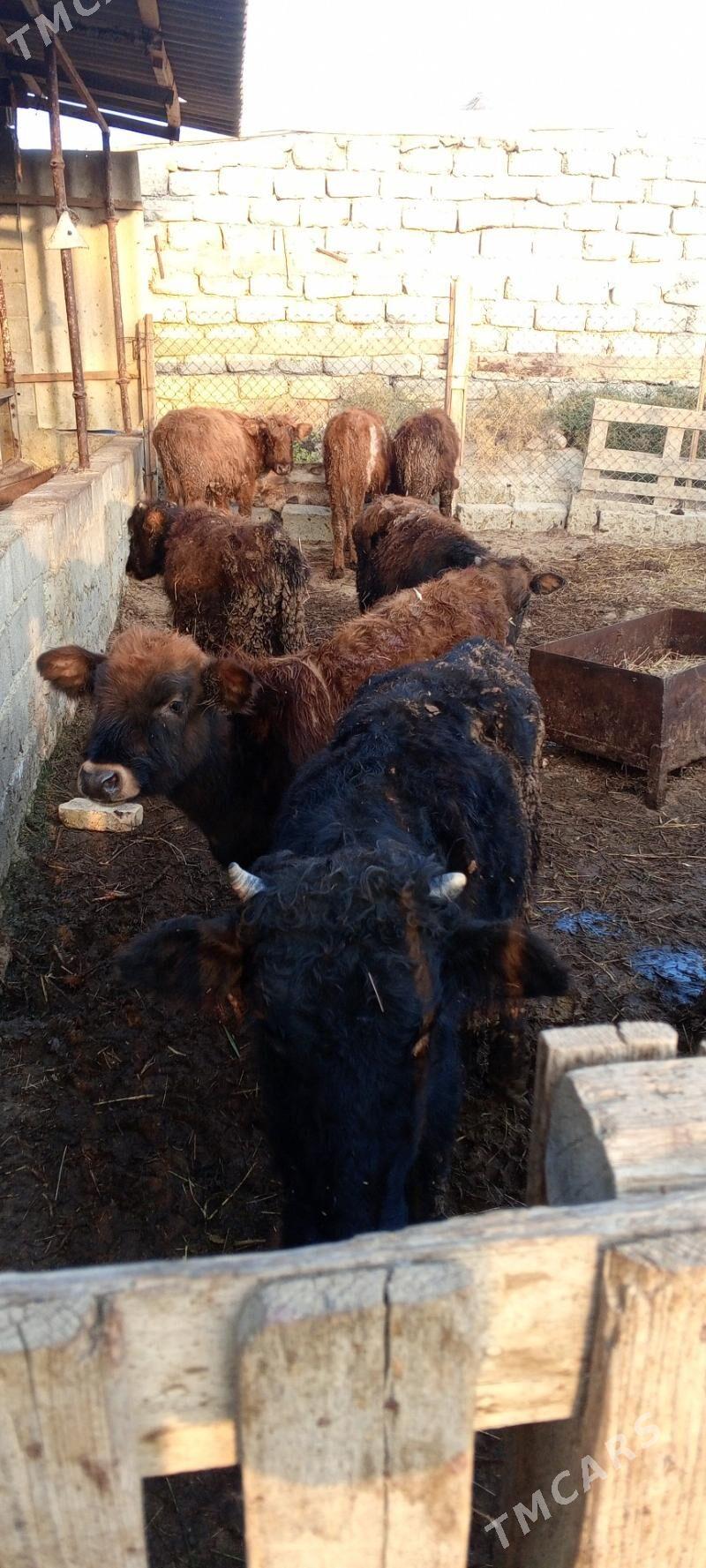 öküz 9sany - Гёкдепе - img 4