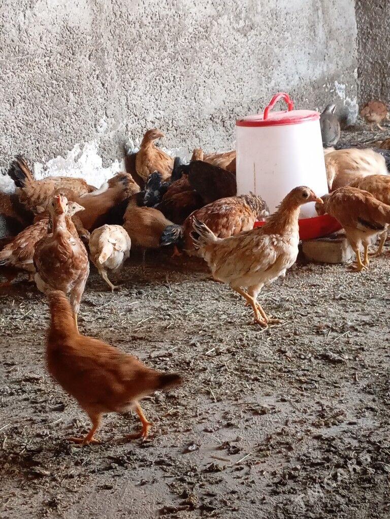 Juje - Ашхабад - img 10