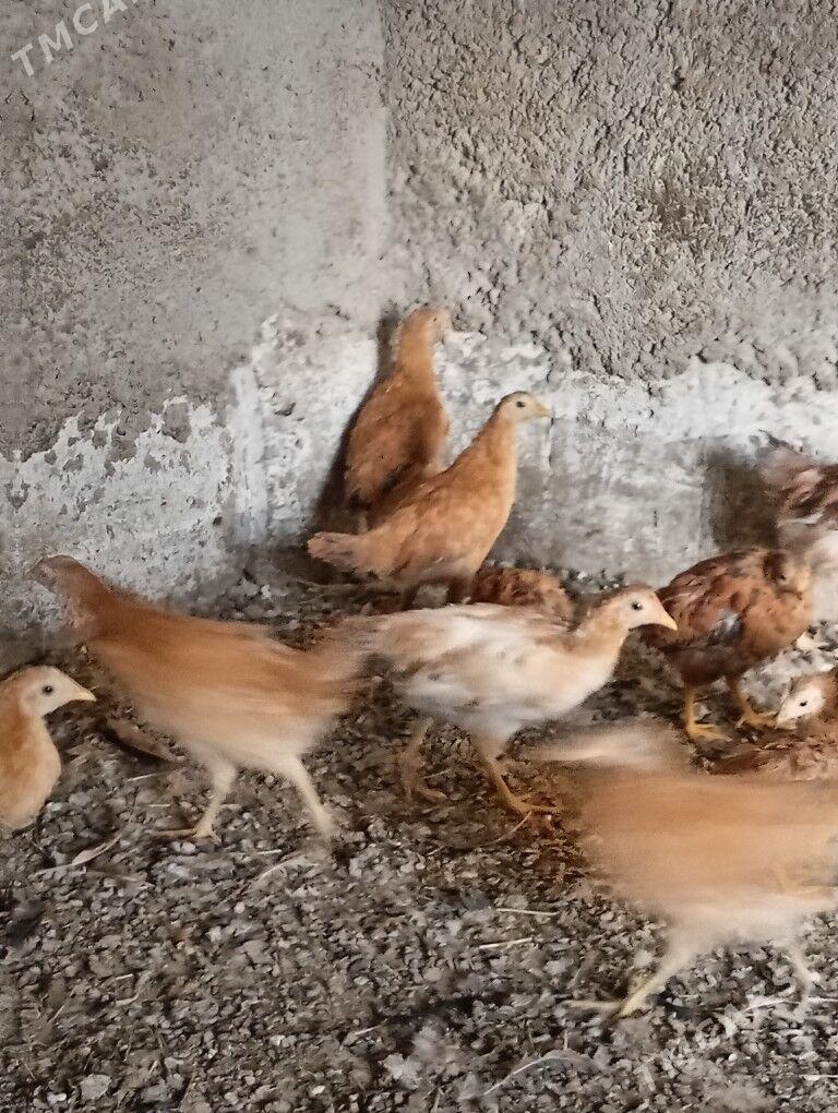 Juje - Ашхабад - img 3