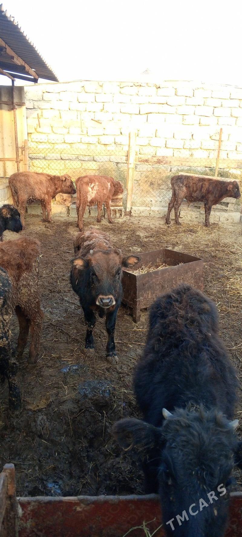 öküz 9sany - Гёкдепе - img 2