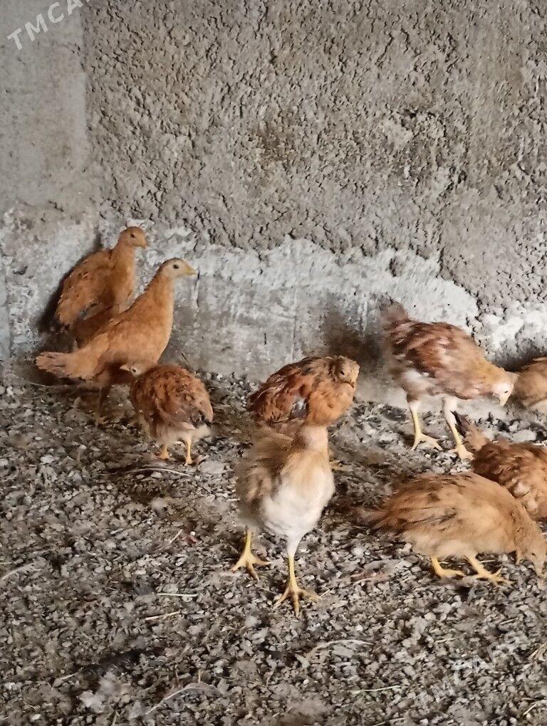 Juje - Ашхабад - img 2