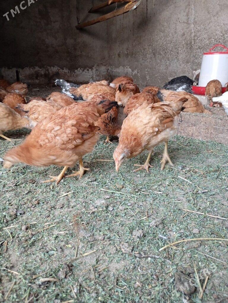 Juje - Ашхабад - img 4