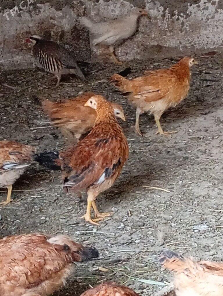 Juje - Ашхабад - img 6