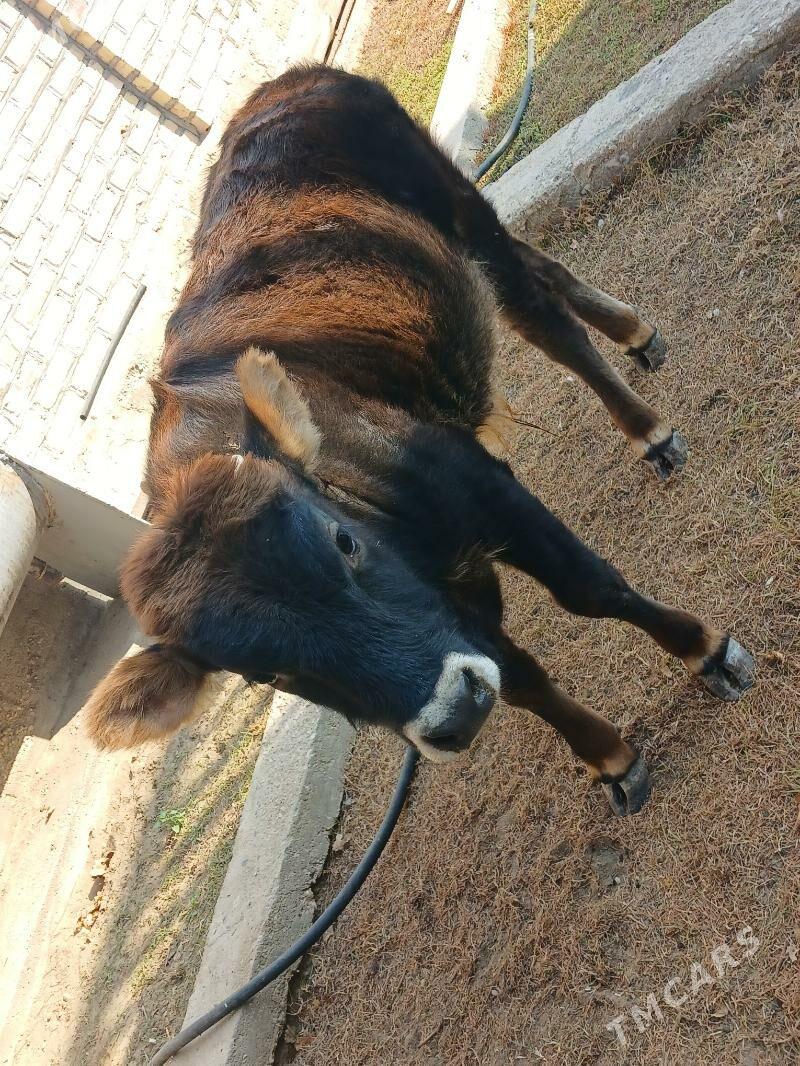 Õkúzçe - Balkanabat - img 2