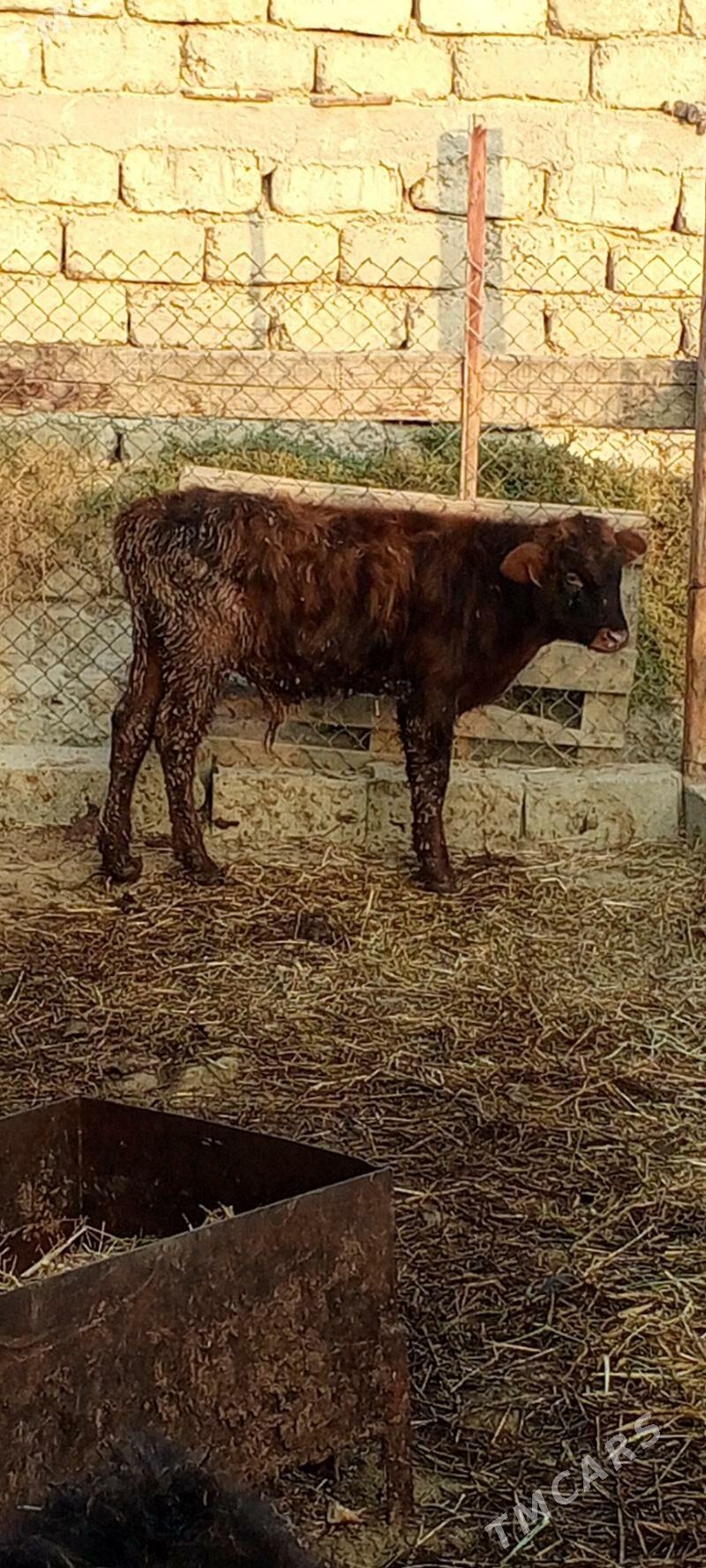 öküz 9sany - Гёкдепе - img 5