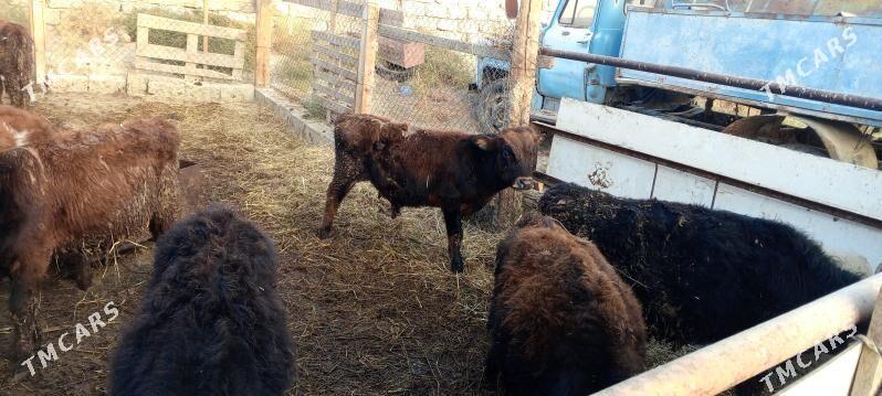 öküz 9sany - Гёкдепе - img 10