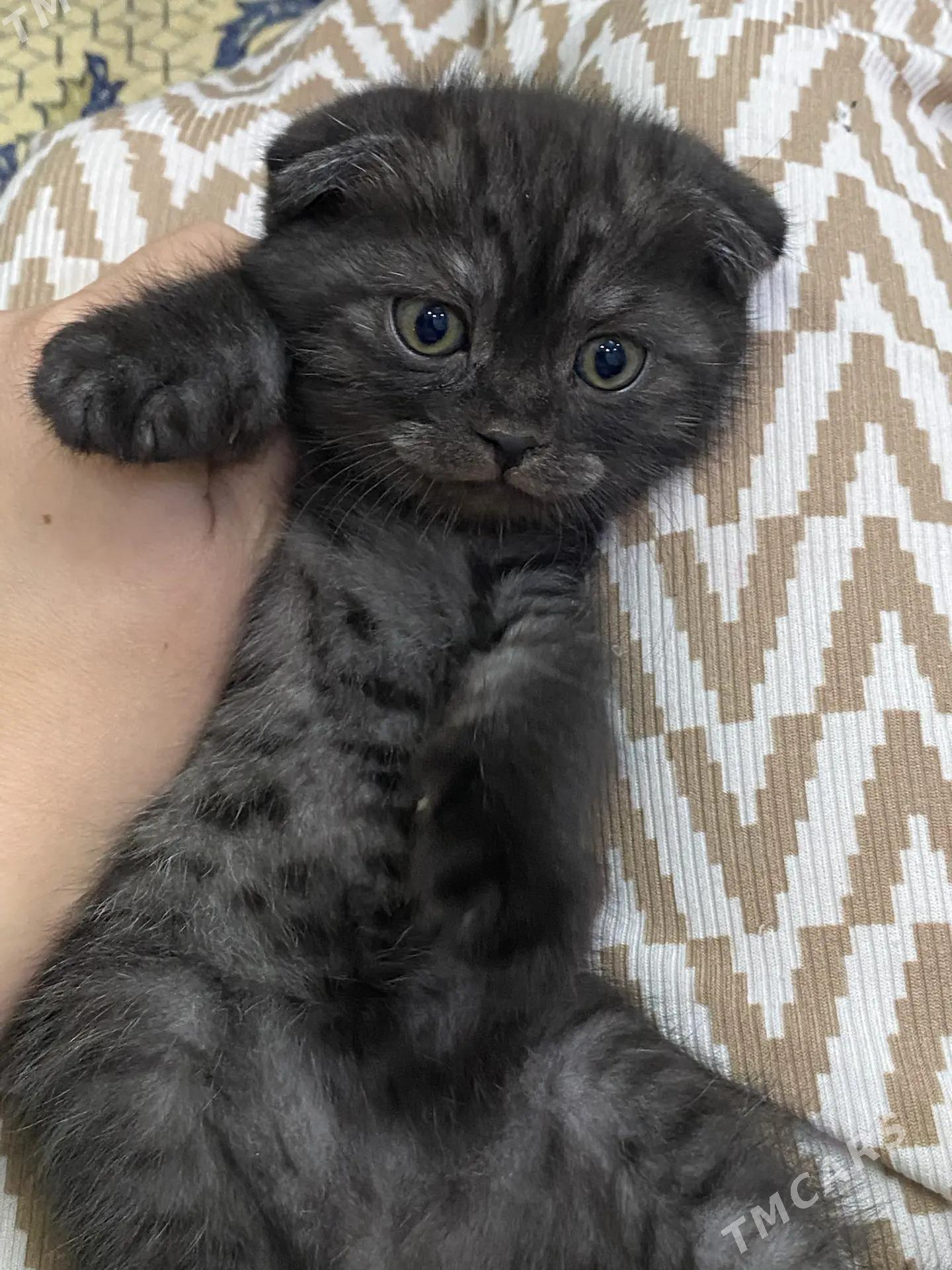 Pisik - Büzmeýin GRES - img 3