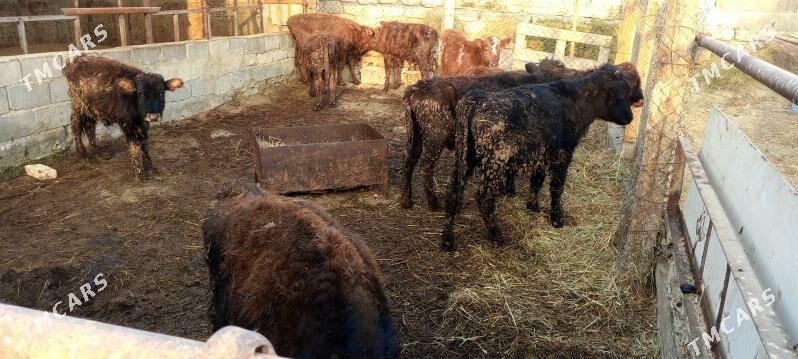 öküz 9sany - Гёкдепе - img 6