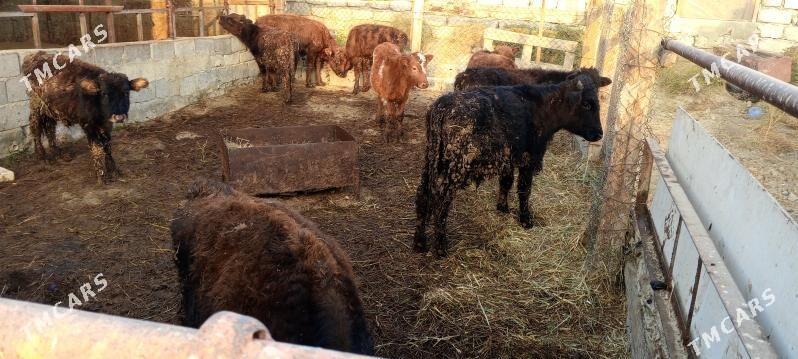 öküz 9sany - Гёкдепе - img 7