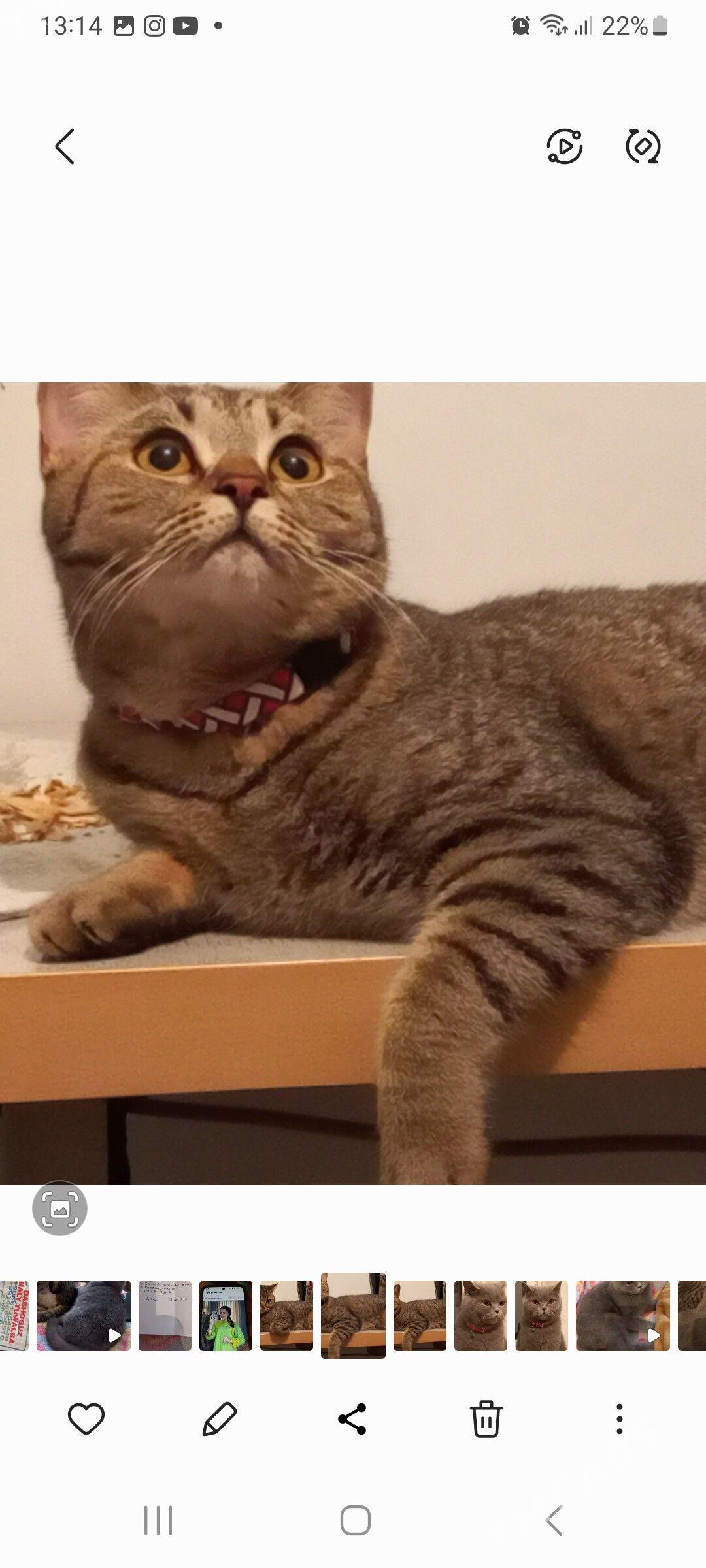 скотиш-страйд табби девочка - Daşoguz - img 2