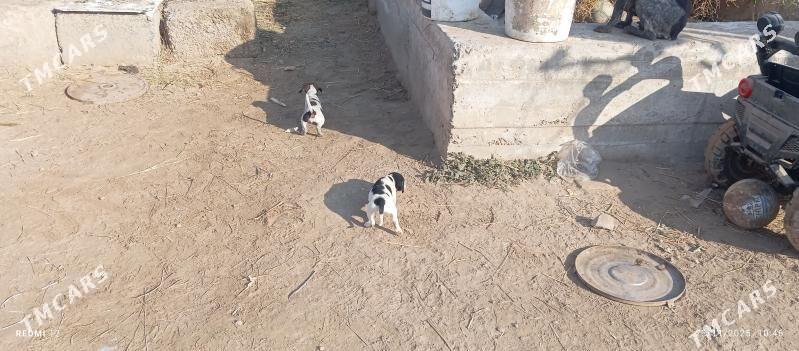 küçük caga - Türkmenabat - img 2