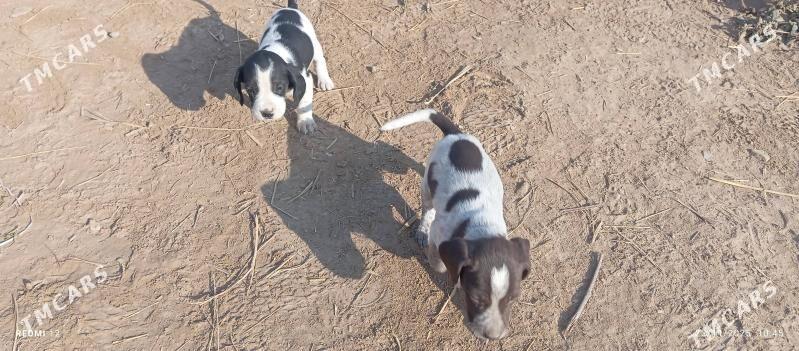 küçük caga - Türkmenabat - img 4