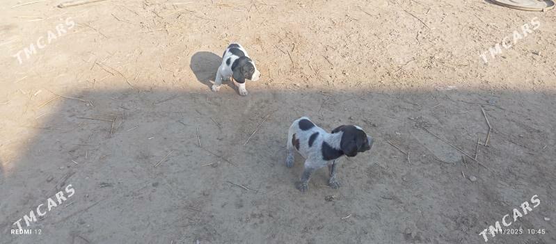 küçük caga - Türkmenabat - img 3