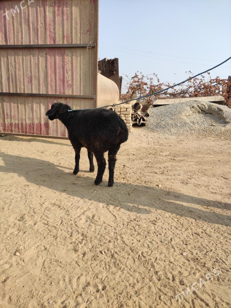 уграчы гоюн - Фарап - img 2