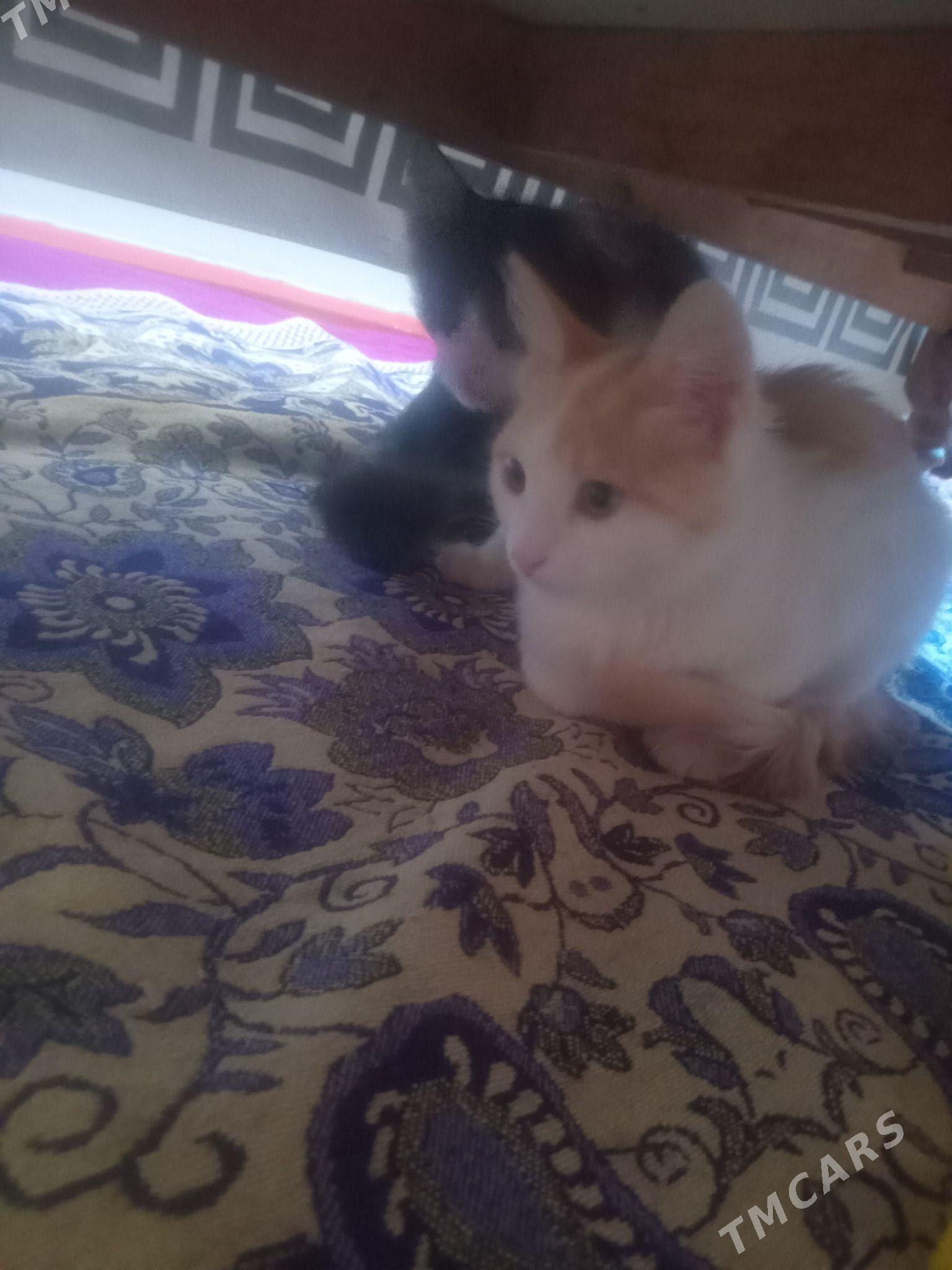 Pusisdi pisikler - Daşoguz - img 3