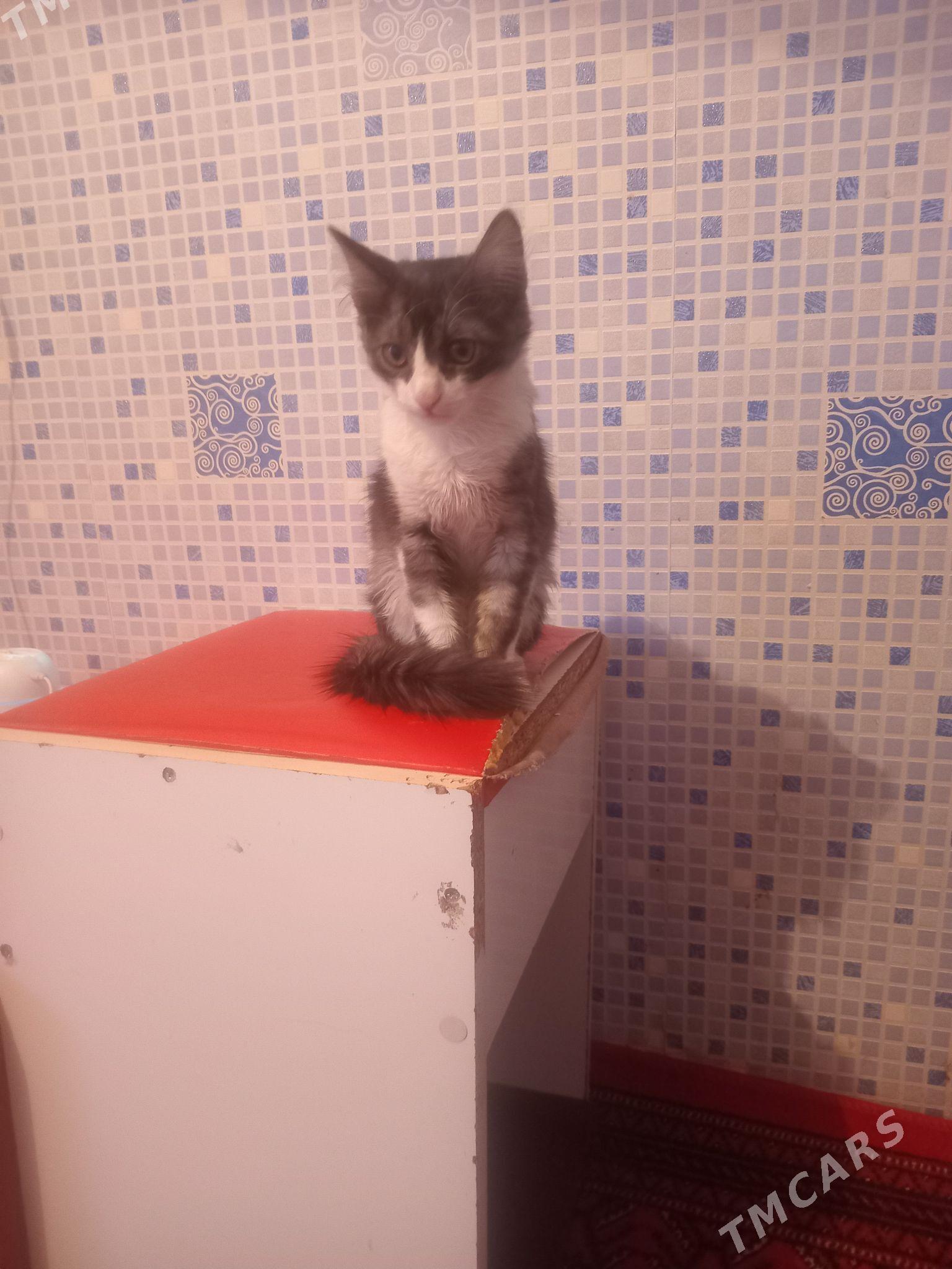 Pusisdi pisikler - Daşoguz - img 2