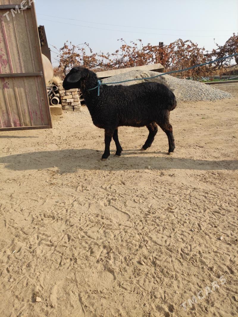 уграчы гоюн - Фарап - img 1