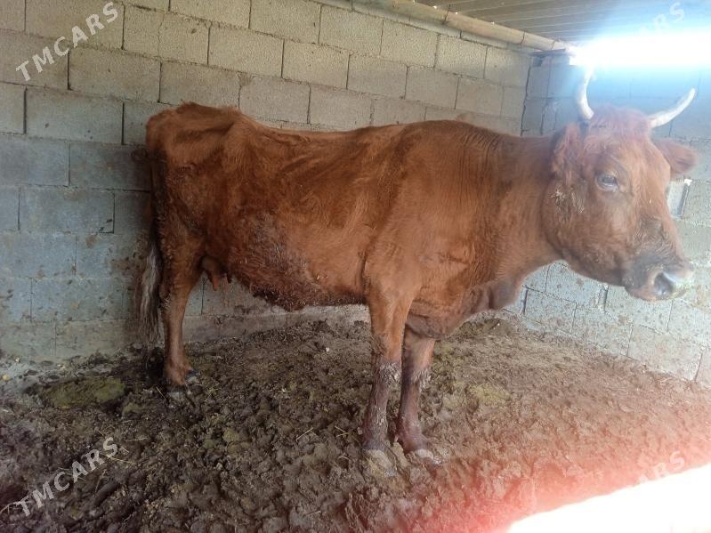 sygyr - Gypjak - img 2