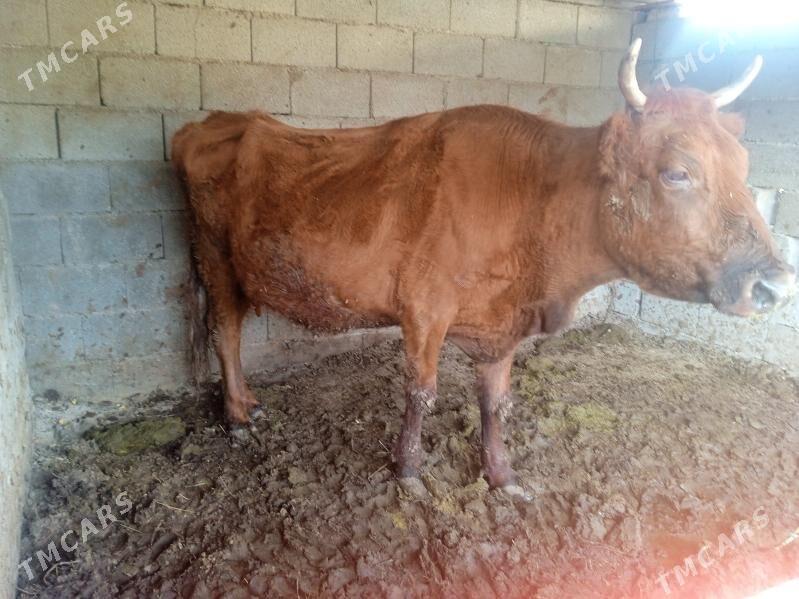 sygyr - Gypjak - img 1