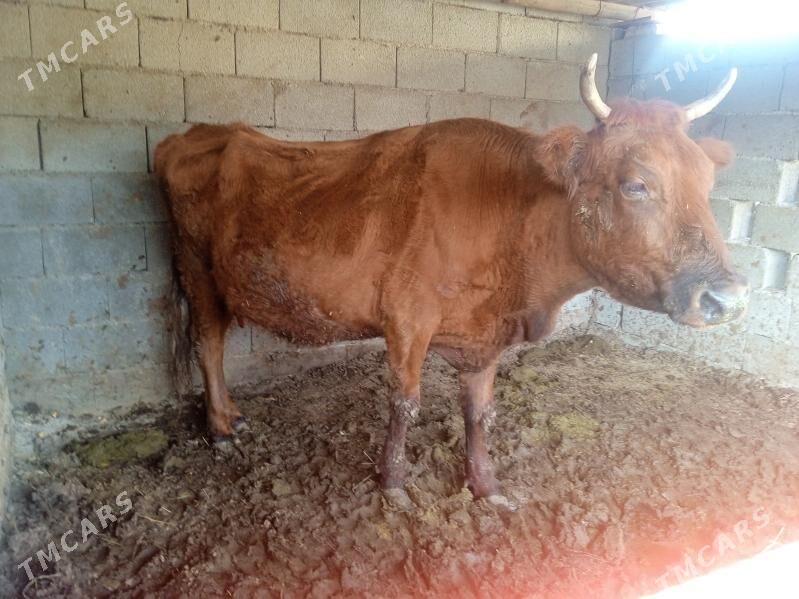 sygyr - Gypjak - img 3