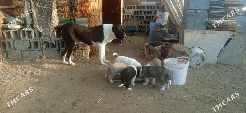 гужик - Бузмеин - img 3