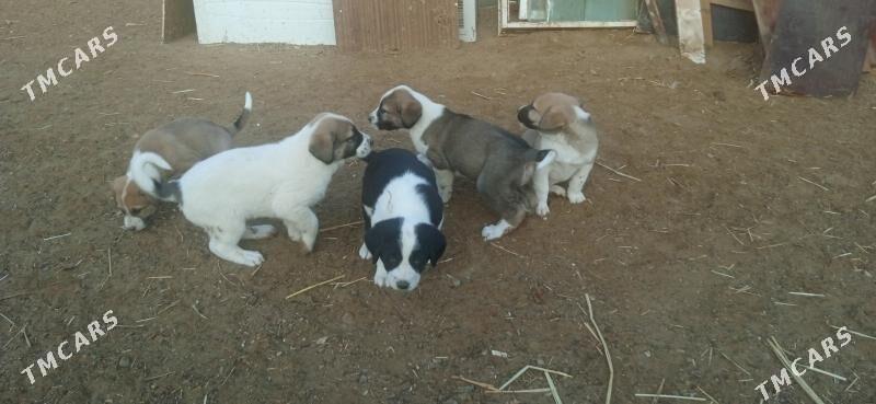 гужик - Бузмеин - img 2