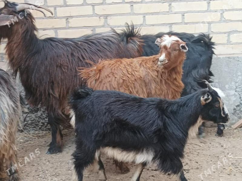 Geci owlak - Дянев - img 3