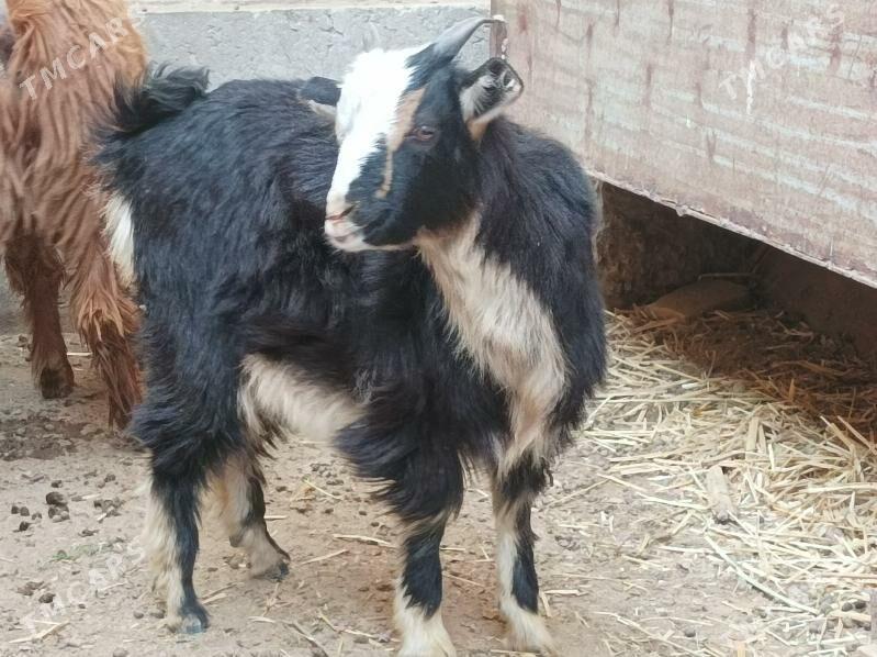 Geci owlak - Дянев - img 4