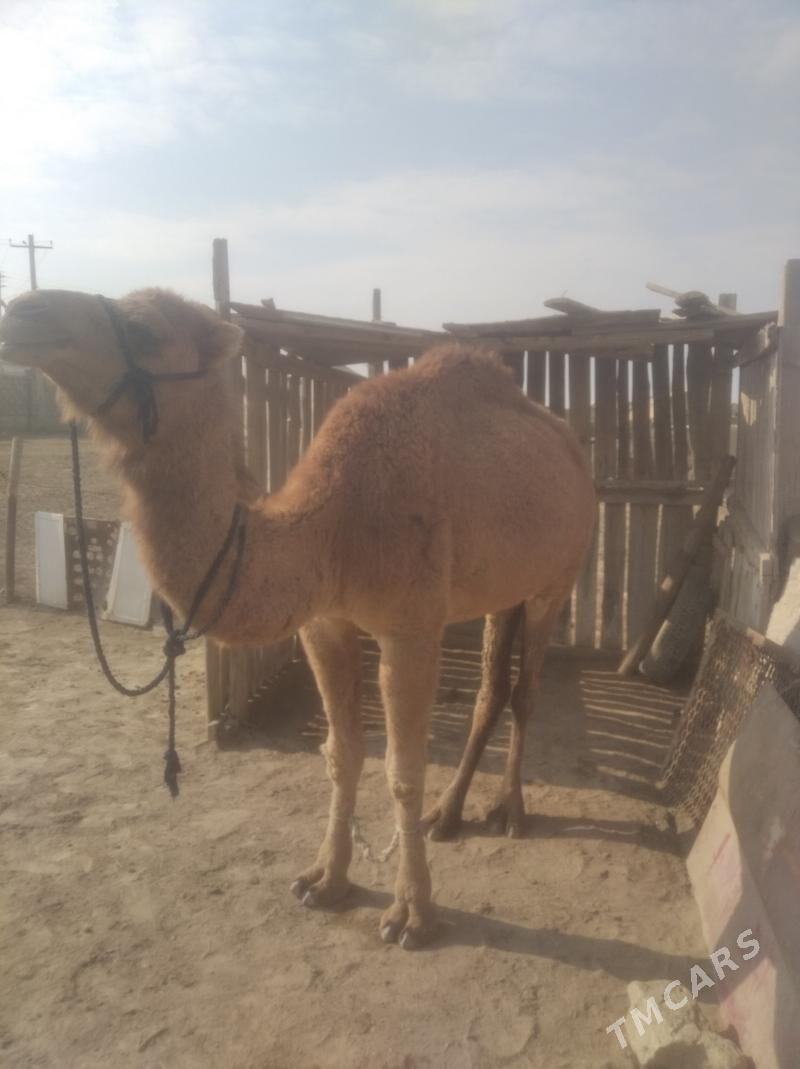 Ogşuk - Esenguly - img 3