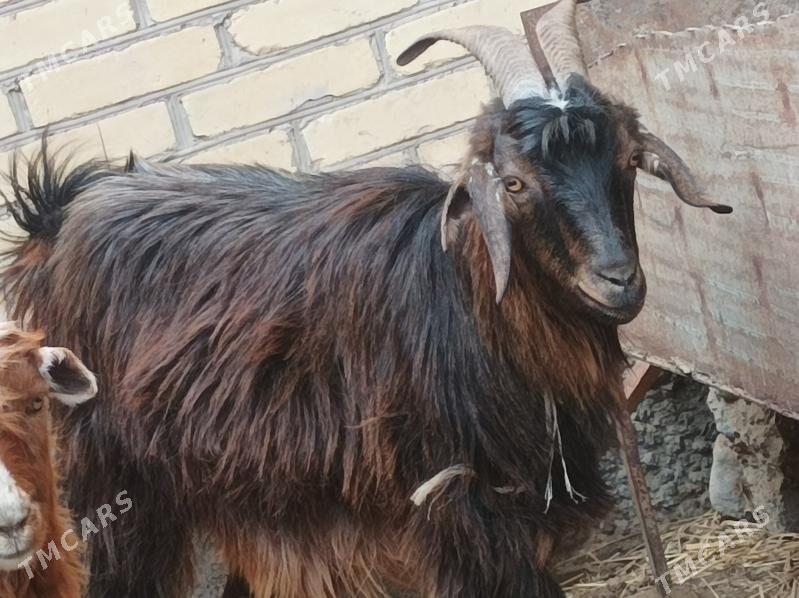 Geci owlak - Дянев - img 2