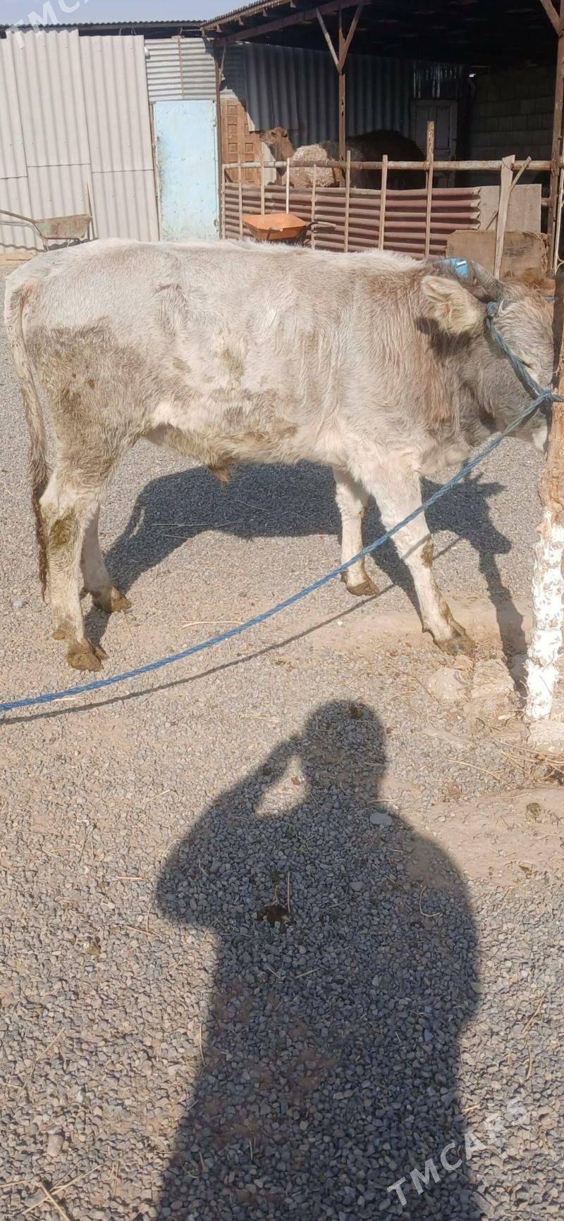 okuz - Гызыларбат - img 4