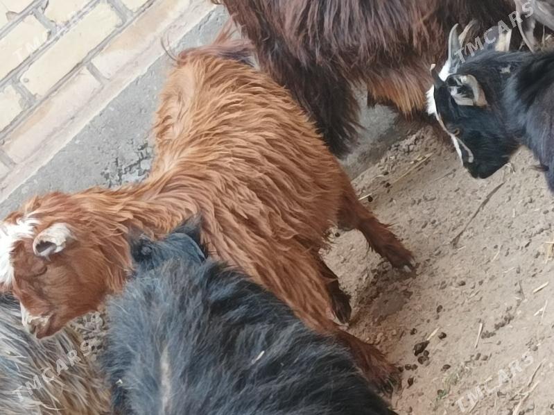 Geci owlak - Дянев - img 10