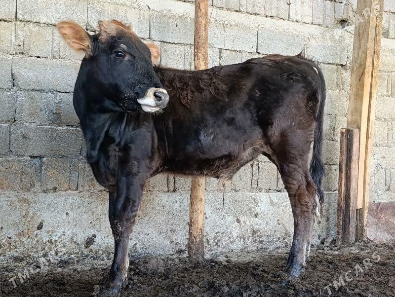 Okuz - Aşgabat - img 2