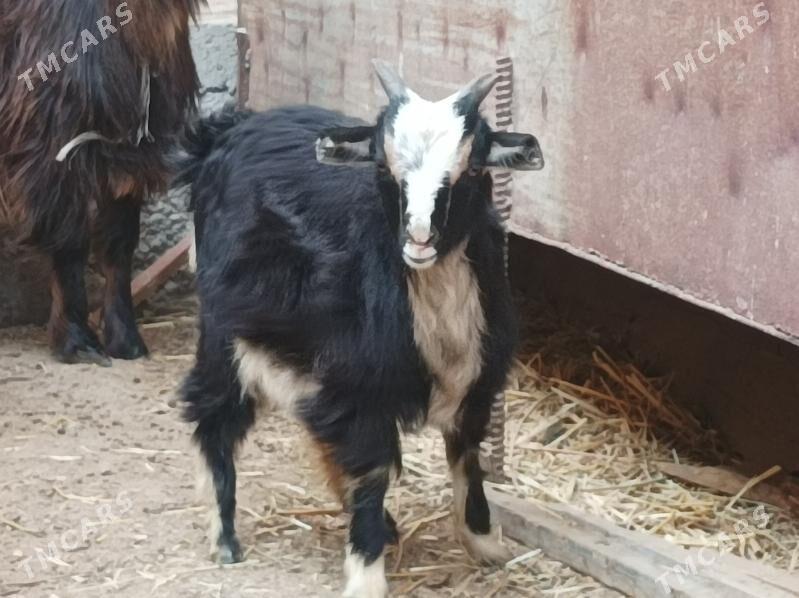 Geci owlak - Дянев - img 9