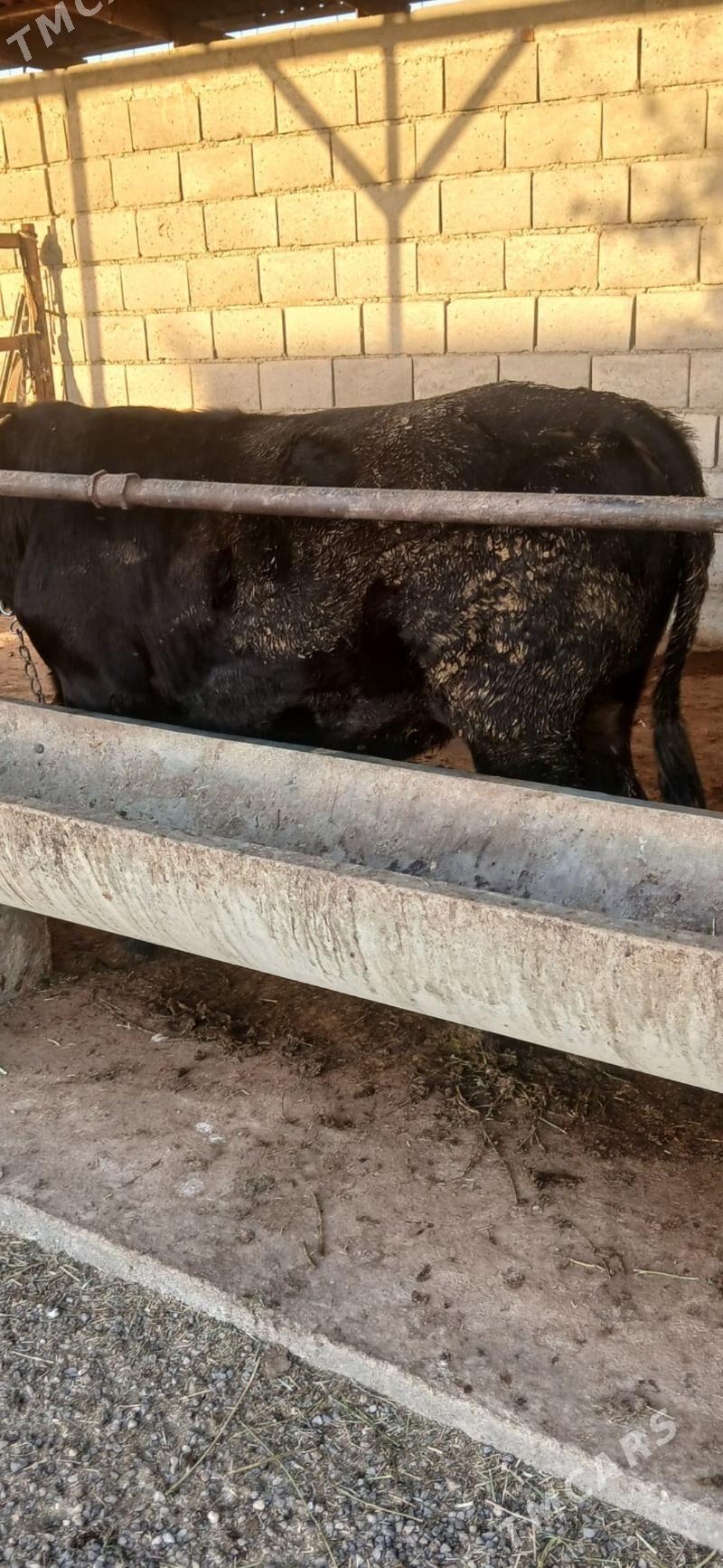 okuz - Гызыларбат - img 2