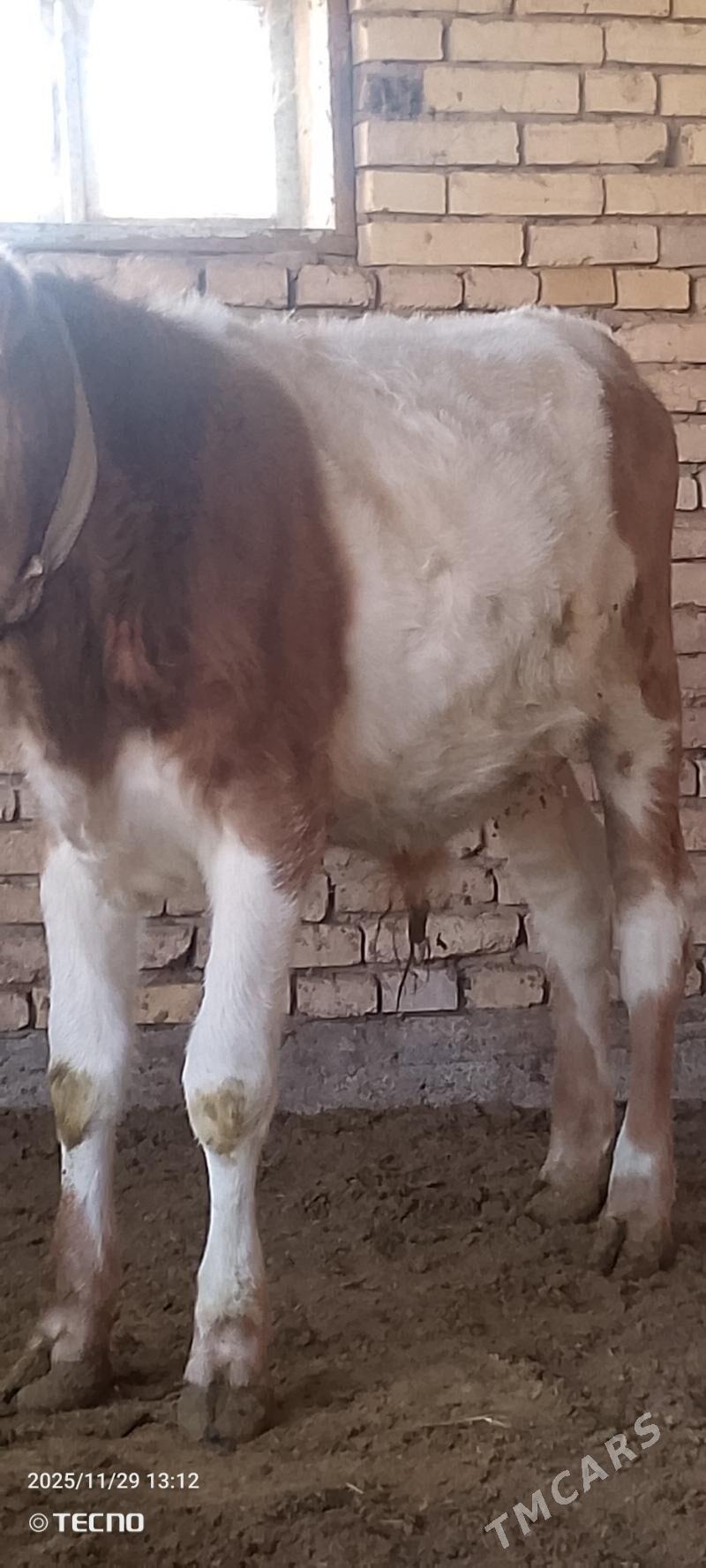 Smental öküz - Мары - img 3