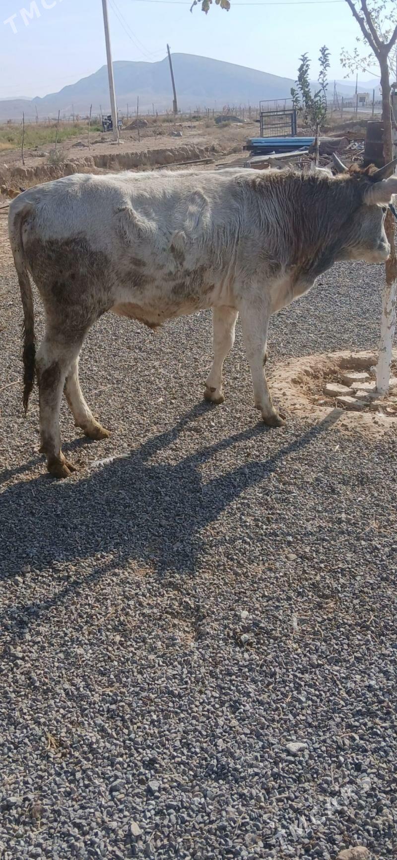 okuz - Гызыларбат - img 5