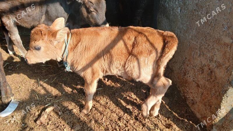 okuz - Ашхабад - img 3