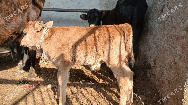 okuz - Ашхабад - img 2