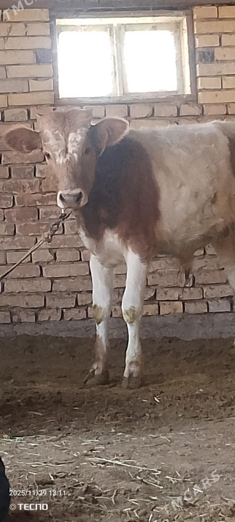 Smental öküz - Мары - img 5