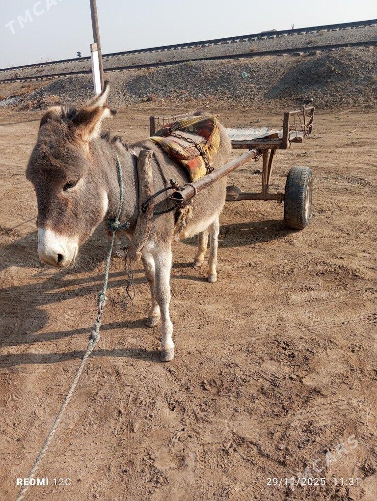 eşek - Фарап - img 3