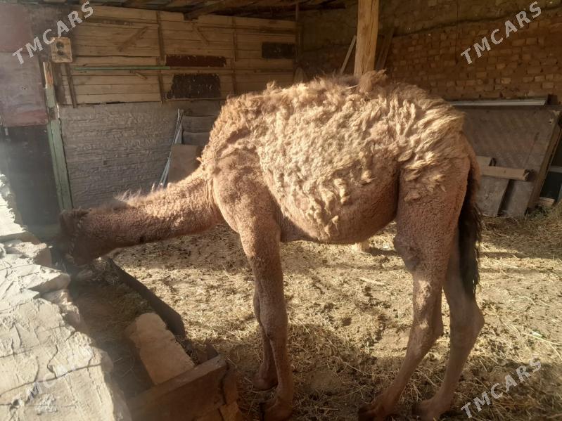 duye torumly - Берекет - img 3